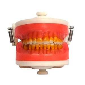 Manequim de Cirurgia com Dentes de Periodontia PD110 - Pronew